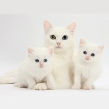 Mother white cat and kittens