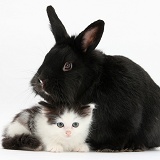 Black-and-white kitten and black rabbit