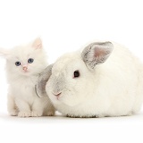 White rabbit and white kitten