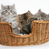 Maine Coon kittens, 8 weeks old, in a basket