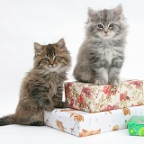 Maine Coon kittens sitting on birthday presents