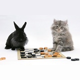 Maine Coon kitten and black rabbit playing draughts