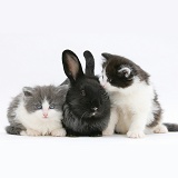 Kittens with black Lionhead-cross rabbit