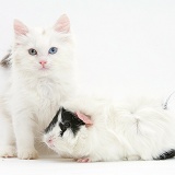 Birman x Ragdoll kitten and black-and-white guinea pig