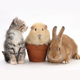 Rabbit and kitten with Guinea pig in a flowerpot