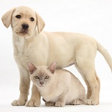 Yellow Labrador Retriever pup and young Burmese cat