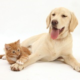 Yellow Labrador pup and ginger kitten