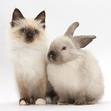 Birman-cross kitten and young colourpoint rabbit