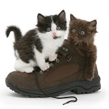 Black-and-white kitten with Chocolate kitten in a shoe
