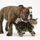Bulldog pup playing with tabby kitten
