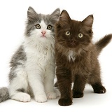 Grey-and-white and Chocolate Persian-cross kittens