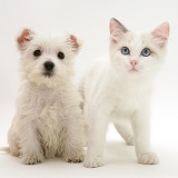 Ragdoll kitten with Westie pup