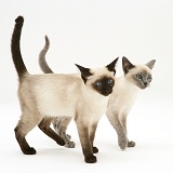 Seal-point and Blue-point Siamese kittens walking together