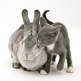 Kitten with silver rabbit