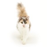 Persian-cross female cat