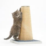 Maine Coon kitten, 7 weeks old, using a scratch post