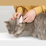 Wiping the ear of a Maine Coon cat