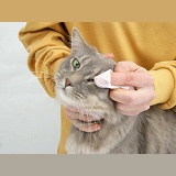 Wiping the eye of a Maine Coon cat