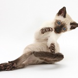 Siamese kitten, 10 weeks old, doing 'aerobics'