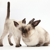 Colourpoint rabbit and Siamese kitten, 10 weeks old