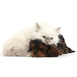 Sleepy black-and-tan Cavapoo pup and blue-point kitten