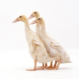 Two Indian Runner ducks, 4 weeks old