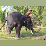 Mahout, getting his elephant to perform a trick