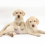 Yellow Labrador Retriever puppies, 9 weeks old