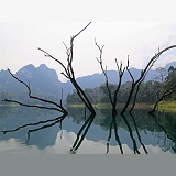 Submerged tree in man-made lake