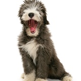 Bearded Collie pup yawning