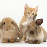 Ginger kitten and young Lionhead-Lop rabbits