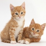 Two ginger kittens lounging together
