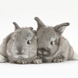 Two silver baby rabbits
