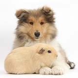 Rough Collie pup and Guinea pig