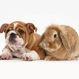 Bulldog pup, 11 weeks old, and Sandy Lop rabbit