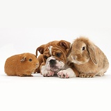 Bulldog pup, Sandy Lop rabbit and red Guinea pig