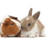 Baby rabbit and Guinea pig