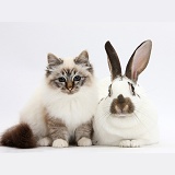 Tabby-point Birman cat and brown-and-white rabbit