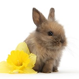 Baby Lionhead-cross rabbit with daffodil flower