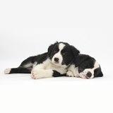 Sleepy black-and-white Border Collie pups, 6 weeks old