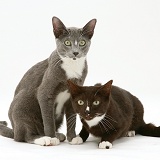Blue-and-white and black-and-white Burmese-cross cats