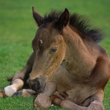 British Show Pony colt foal, dozing