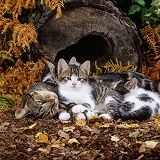 Feral mother cat and kittens