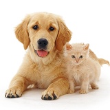 Golden Retriever pup with pale ginger kitten