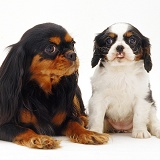 Black-and-tan King Charles and pup