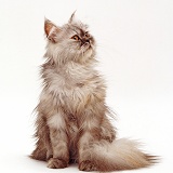 Young Persian cat, sitting