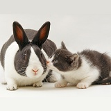 Blue Dutch rabbit and matching kitten
