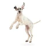Blue Belton English Setter pup leaping