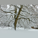 Early Snow on oak tree