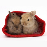 Two baby Lionhead-cross rabbits in a woolen hat